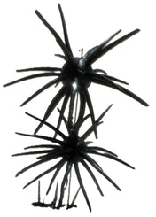 Spikey Ball Urchins