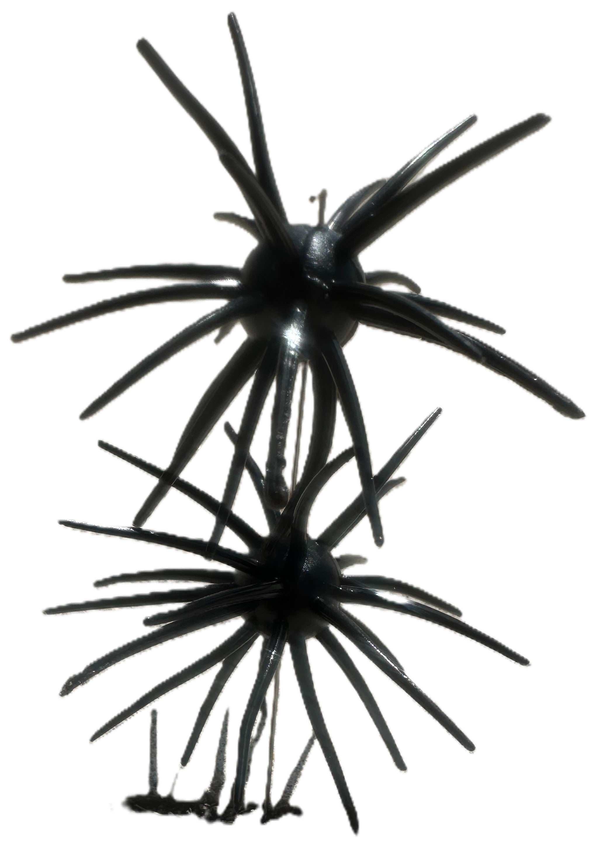 Spikey Ball Urchins