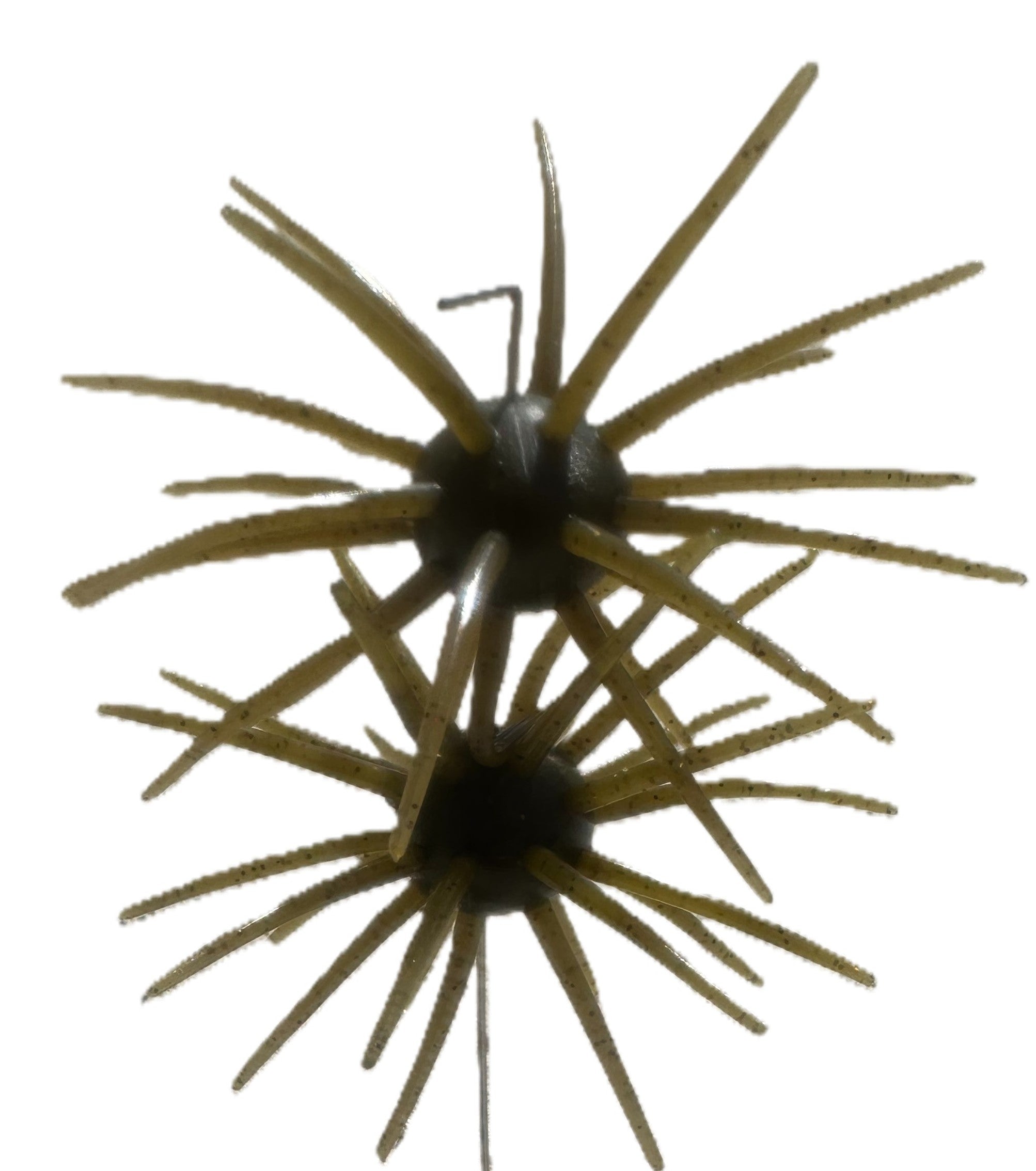 Spikey Ball Urchins