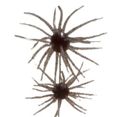 Spikey Ball Urchins