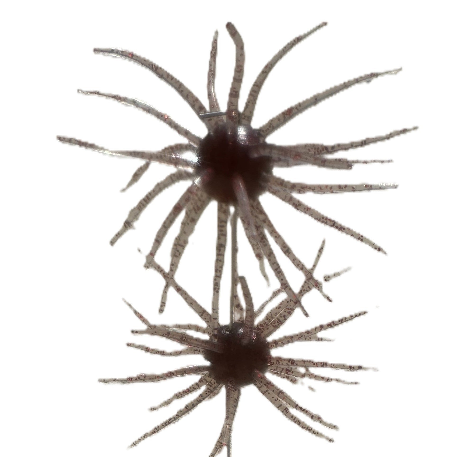 Spikey Ball Urchins